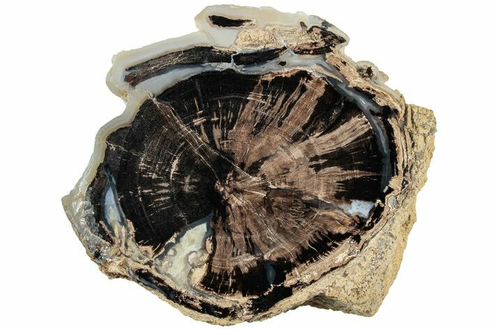 Petrified Wood (Schinoxylon) Round - Blue Forest, Wyoming #228098